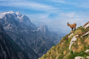acrylic-print-alpine-ibex-in-the-mountains-x