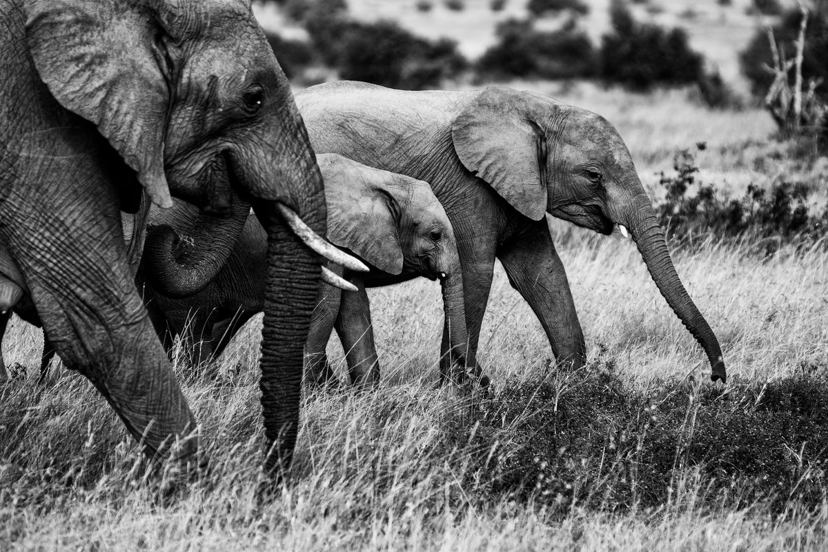 acrylic-print-elephant-family-x