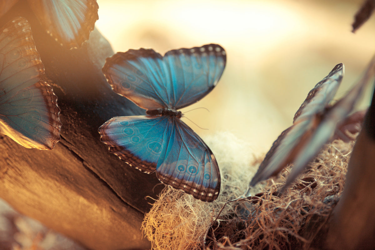 modern-3-piece-acrylic-print-butterflies
