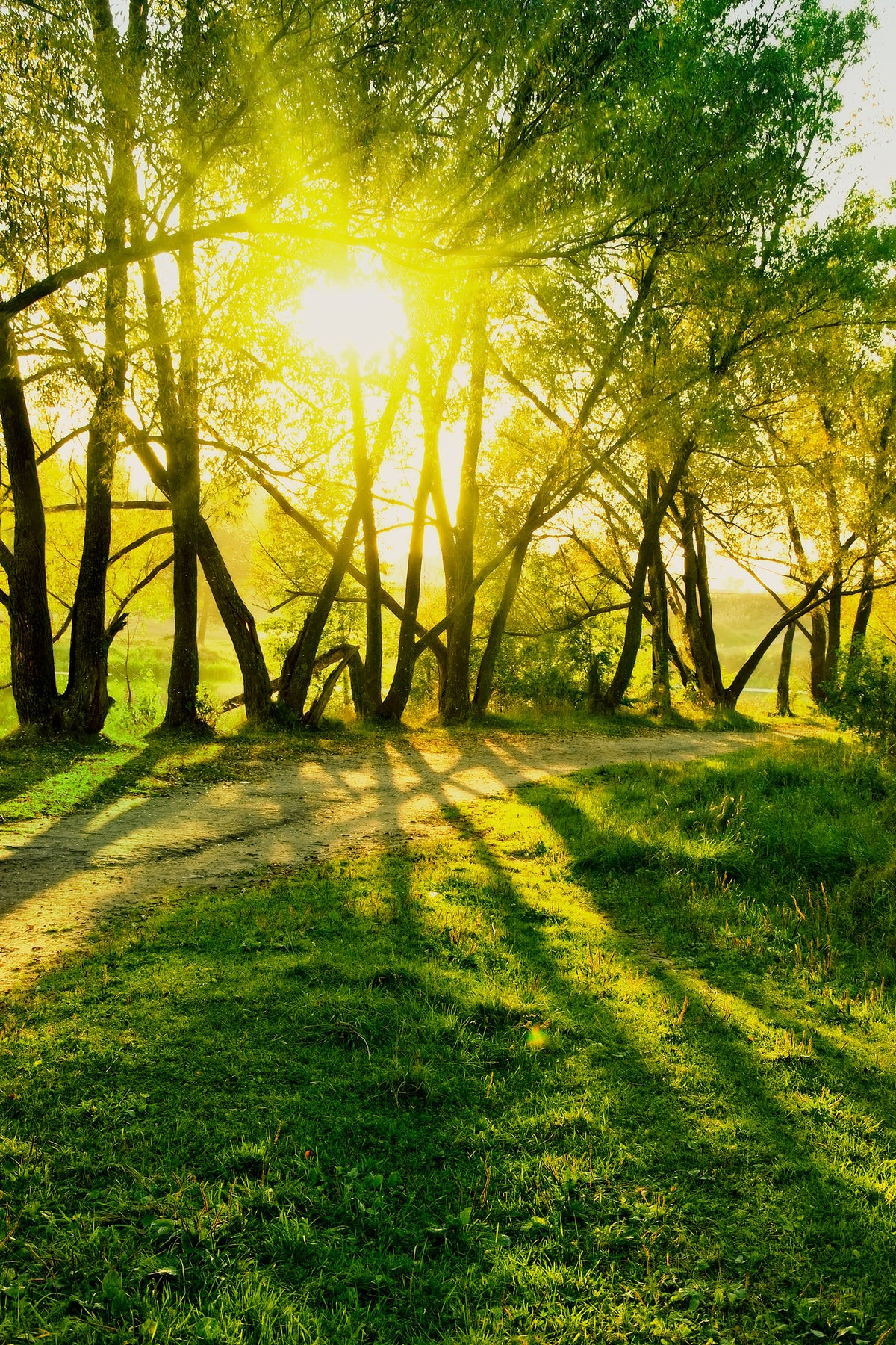 framedcanvas-print-forest-path-in-sunlight