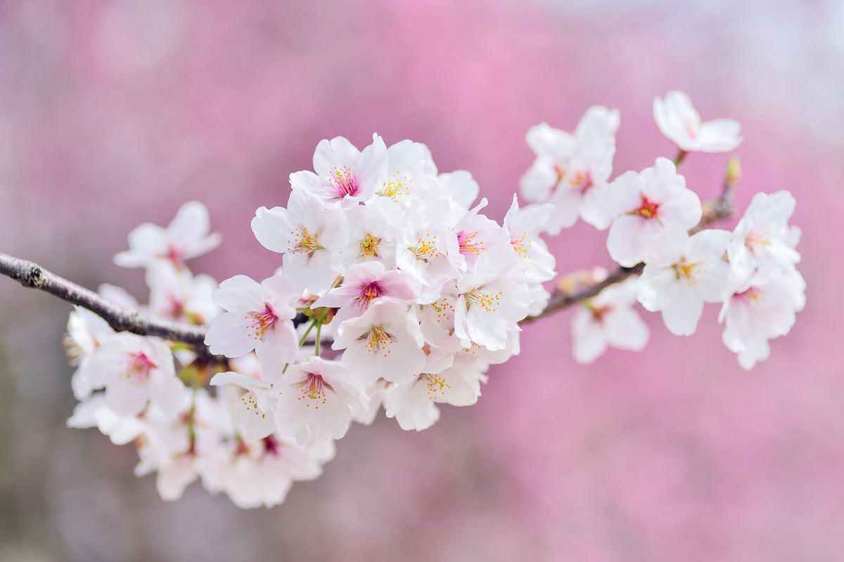 modern-3-piece-acrylic-print-cherry-blossoms-xxl