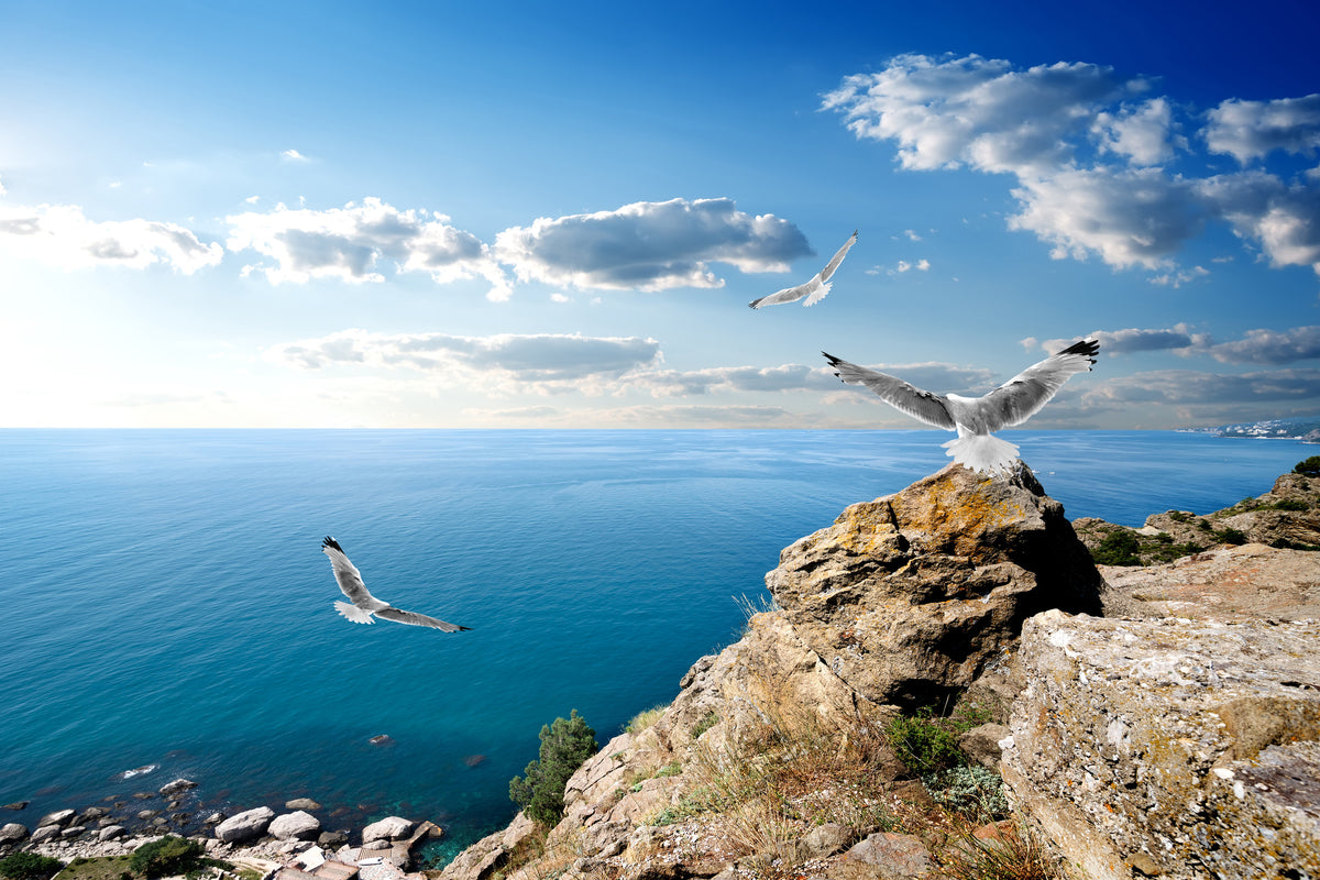 canvas-print-the-seagulls-and-the-sea