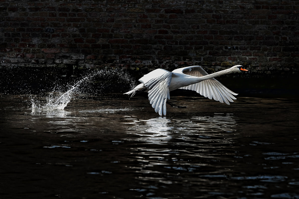 aluminium-print-flying-swan