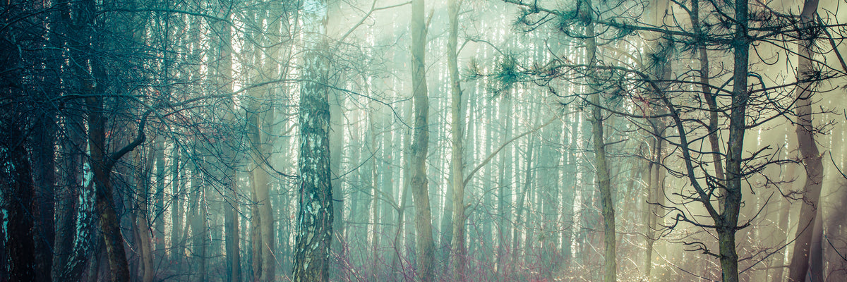 panoramic-canvas-print-pinewood-panorama