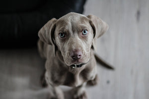 poster-print-the-weimaraner