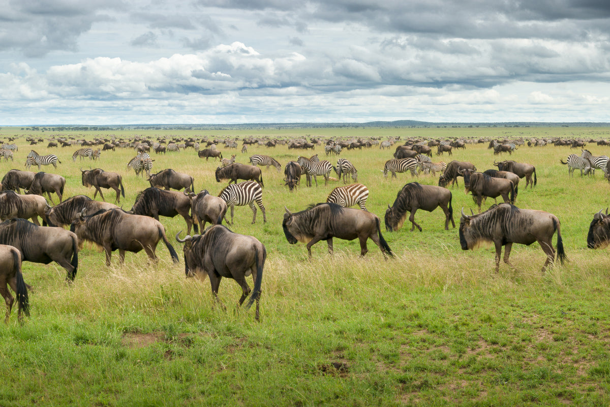 canvas-print-great-migration-in-serengeti-plains-x