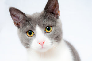aluminium-print-noble-cat