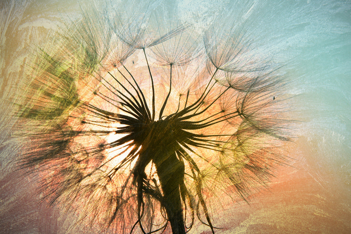 framedcanvas-print-xxl-dandelion