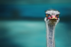 aluminium-print-blue-meets-ostrich