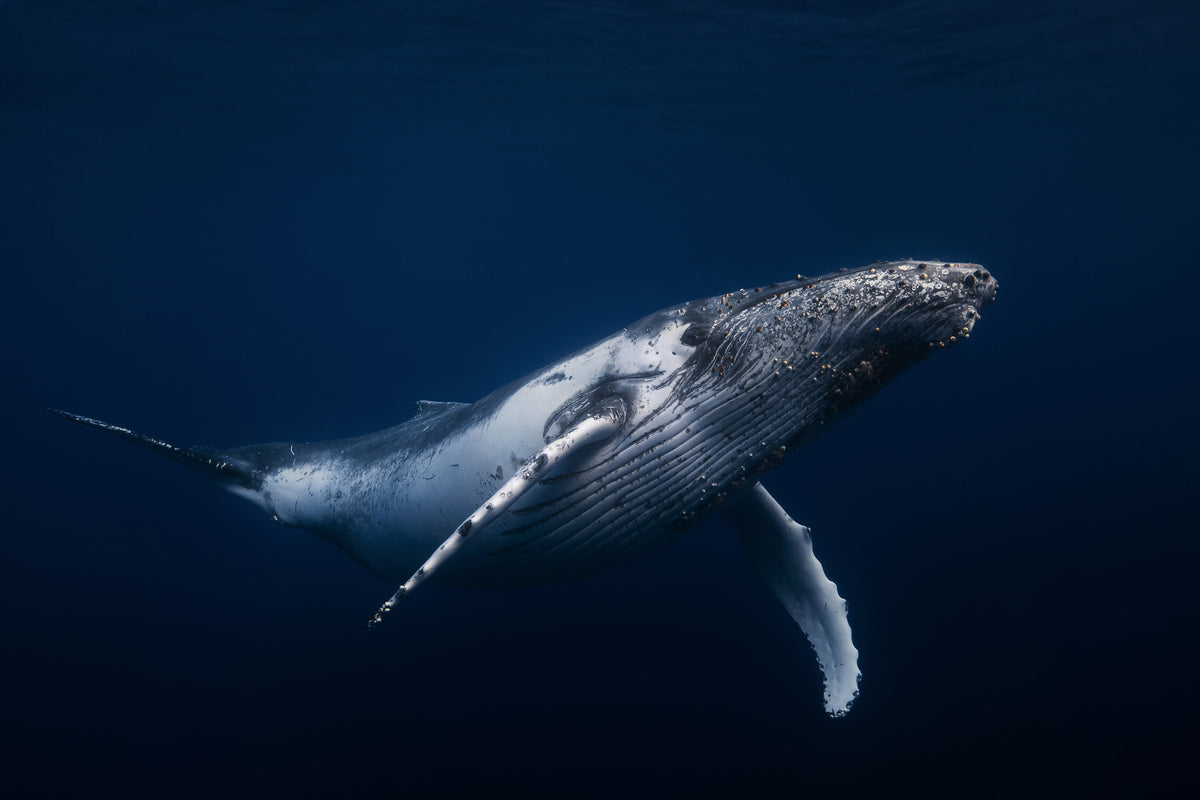 canvas-print-humpback-whale-in-blue-x