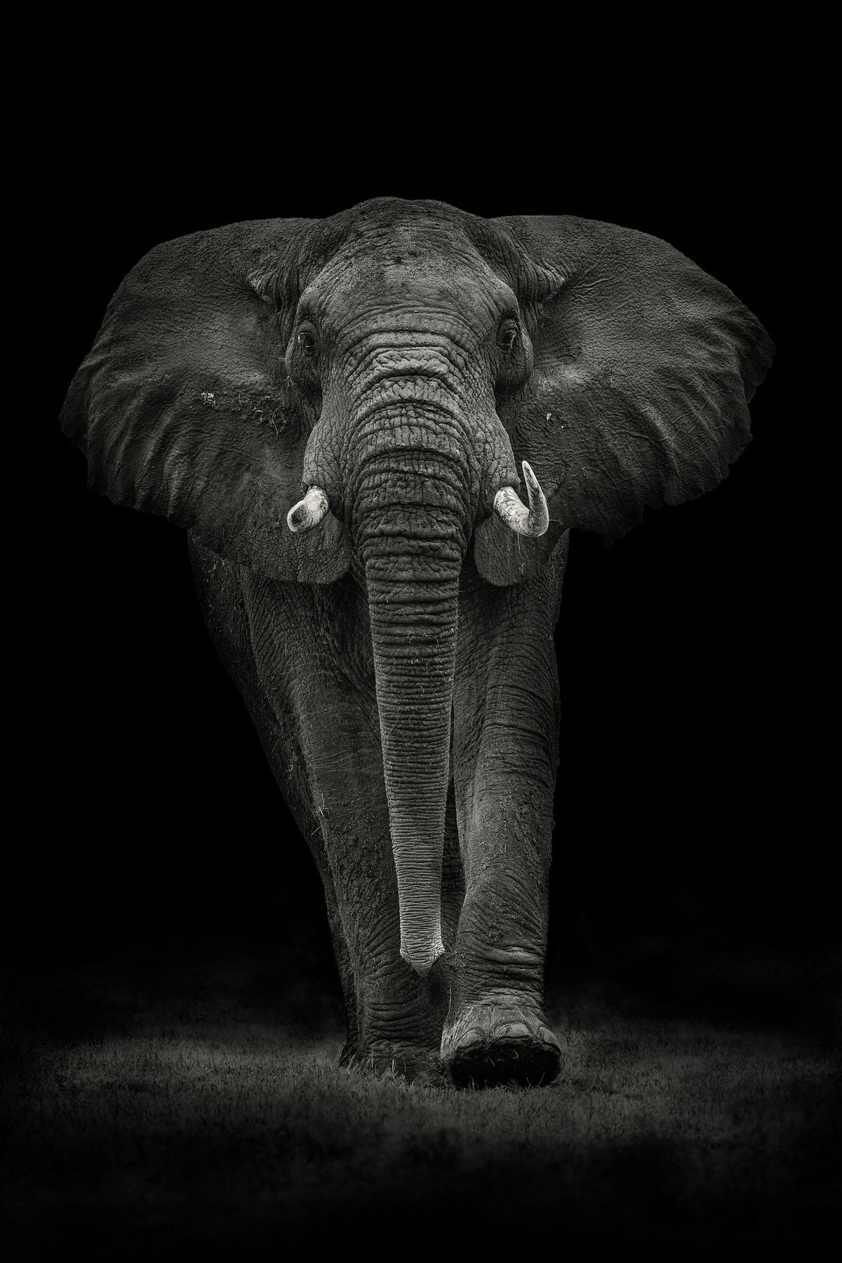 poster-print-ngorongoro-bull-x