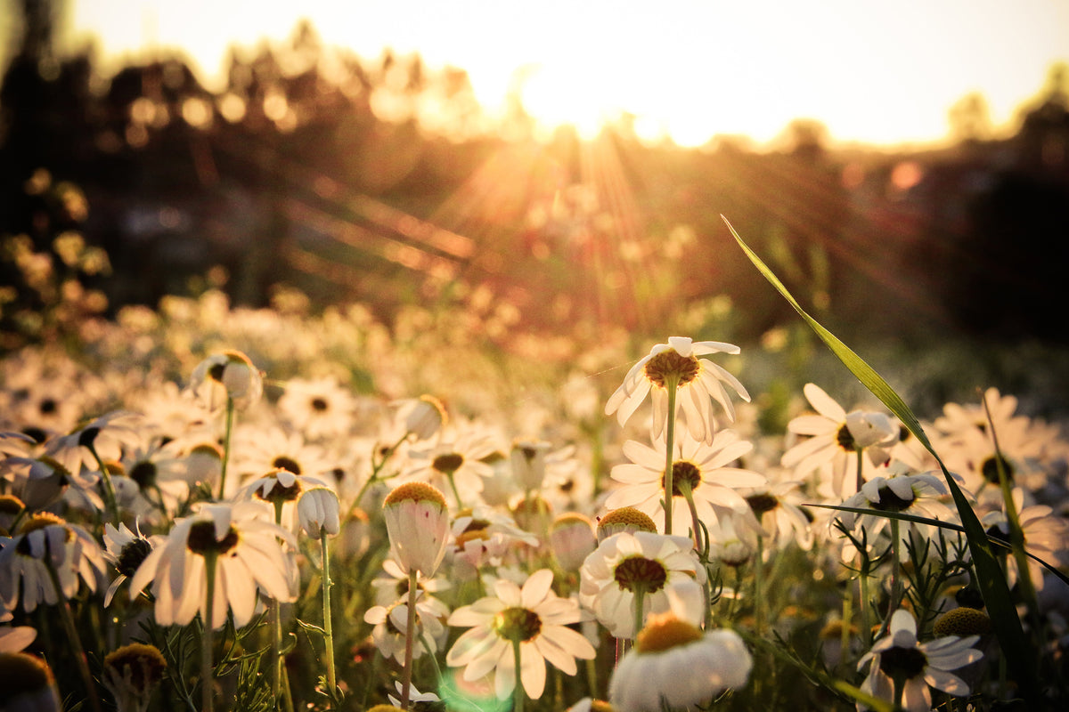 framedcanvas-print-daisies-at-sunset
