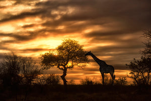 3-piece-canvas-print-african-dreams