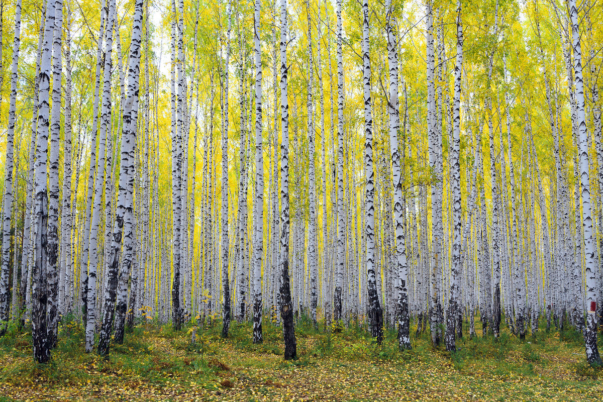 3-piece-aluminium-print-autumnal-birch-forest