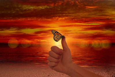 poster-print-the-butterfly-in-the-evening-light