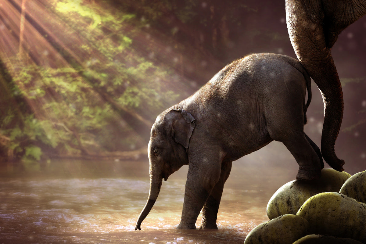 3-piece-aluminium-print-the-elephant-baby