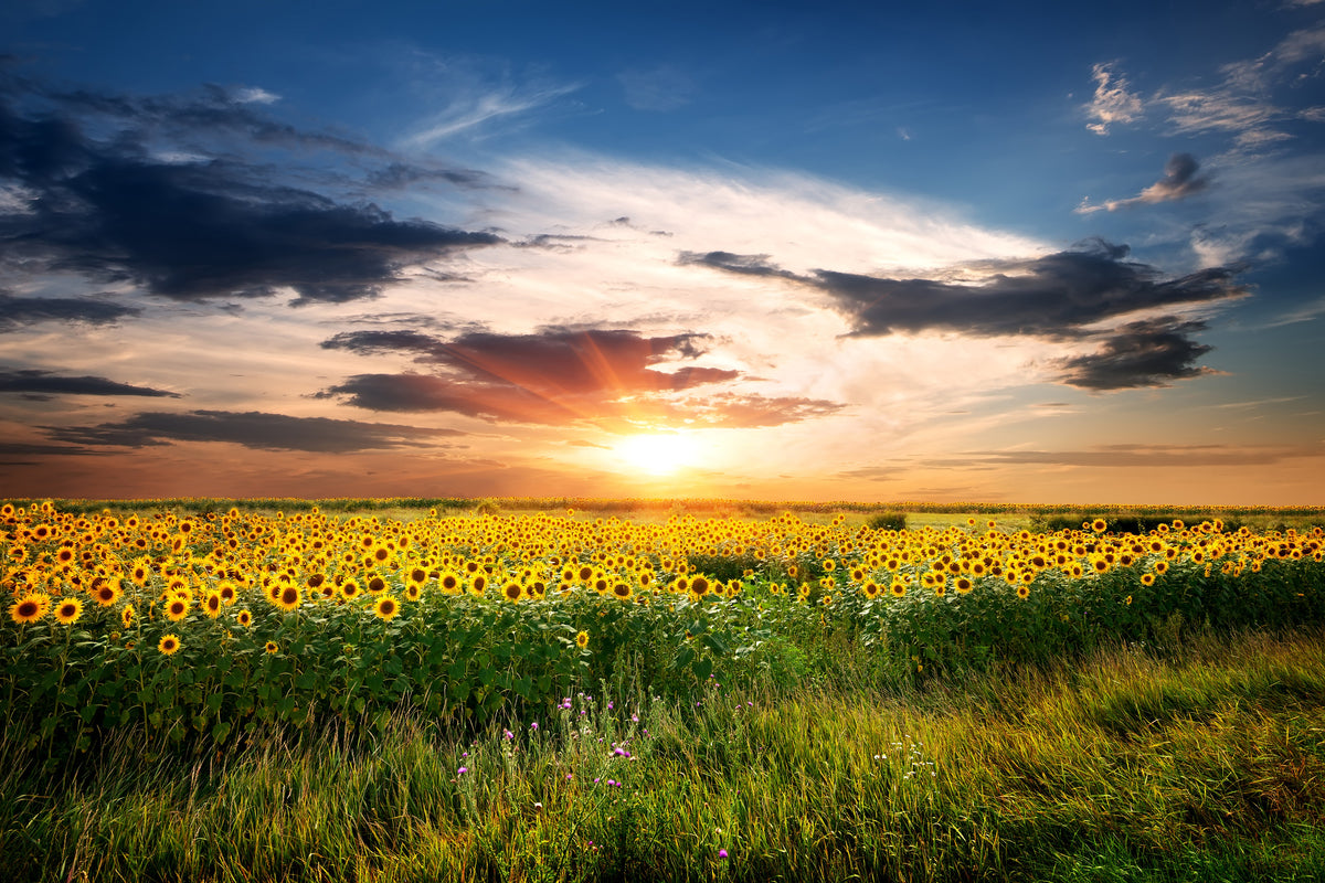 3-piece-aluminium-print-a-field-of-sunflowers