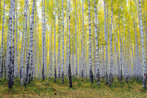 3-piece-canvas-print-autumnal-birch-forest