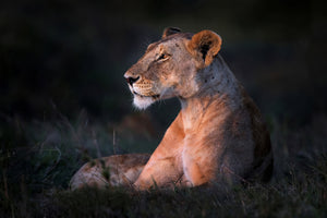 acrylic-print-lone-lioness-x