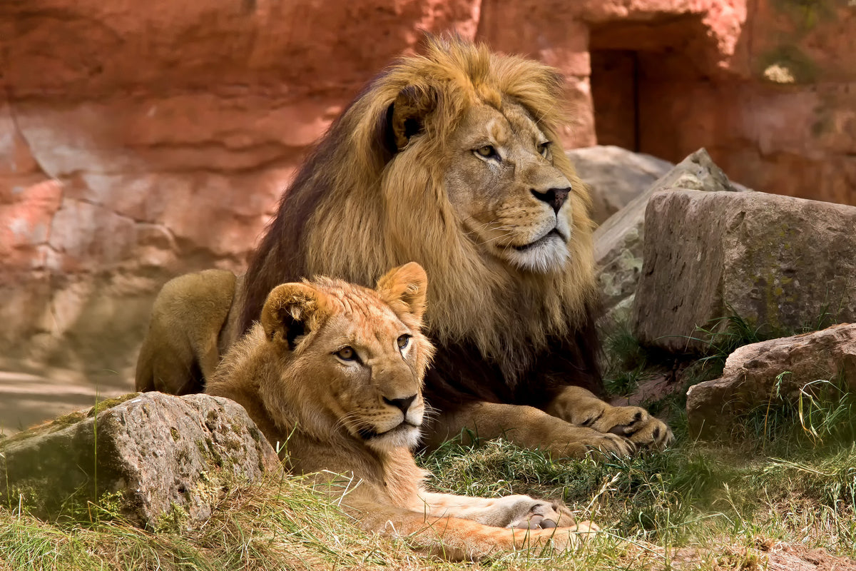 framedcanvas-print-a-lion-couple