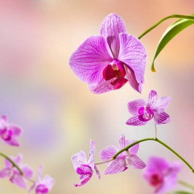 poster-print-romantic-orchids