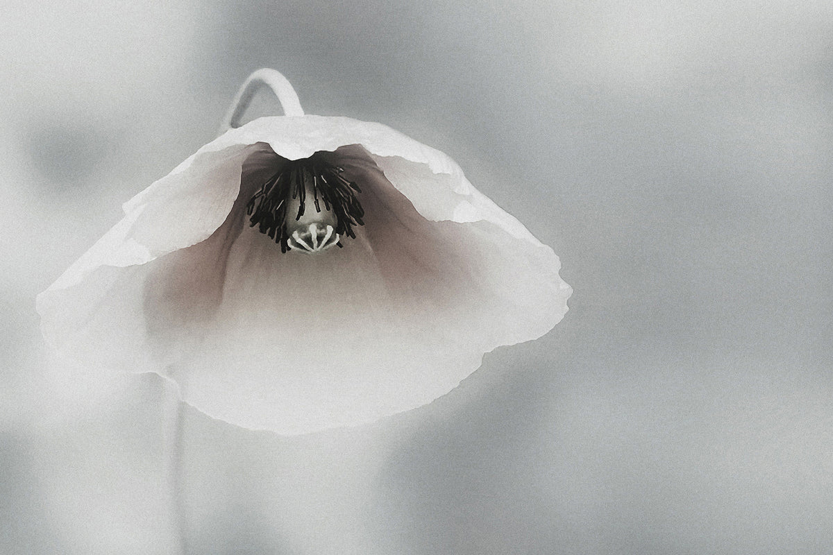 3-piece-acrylic-print-ephemeral-beauty-ii
