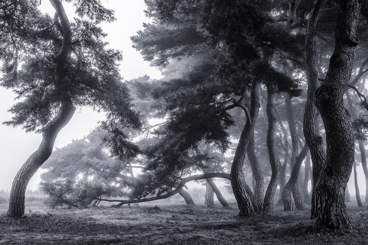 poster-print-pine-trees-dancing-in-the-fog-x