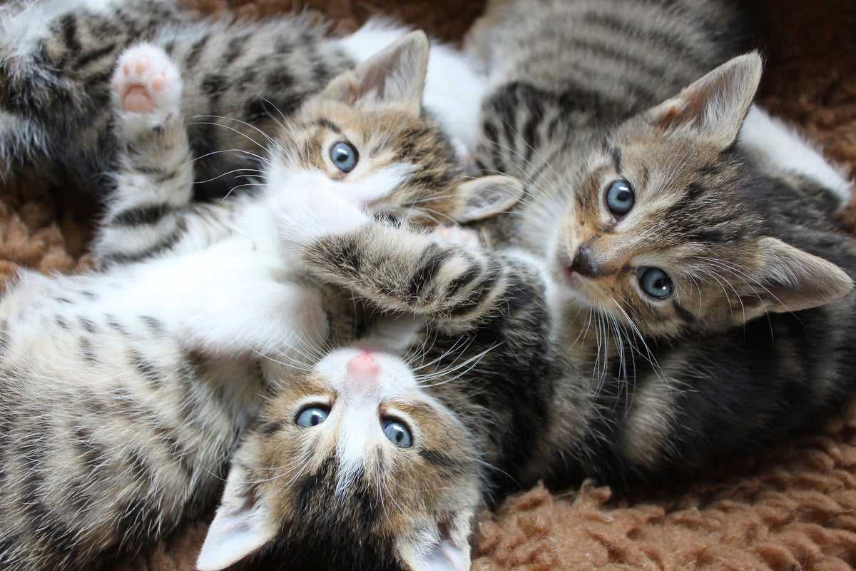 acrylic-print-many-kittens
