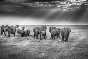 framedcanvas-print-breakfast-with-pachyderms-x