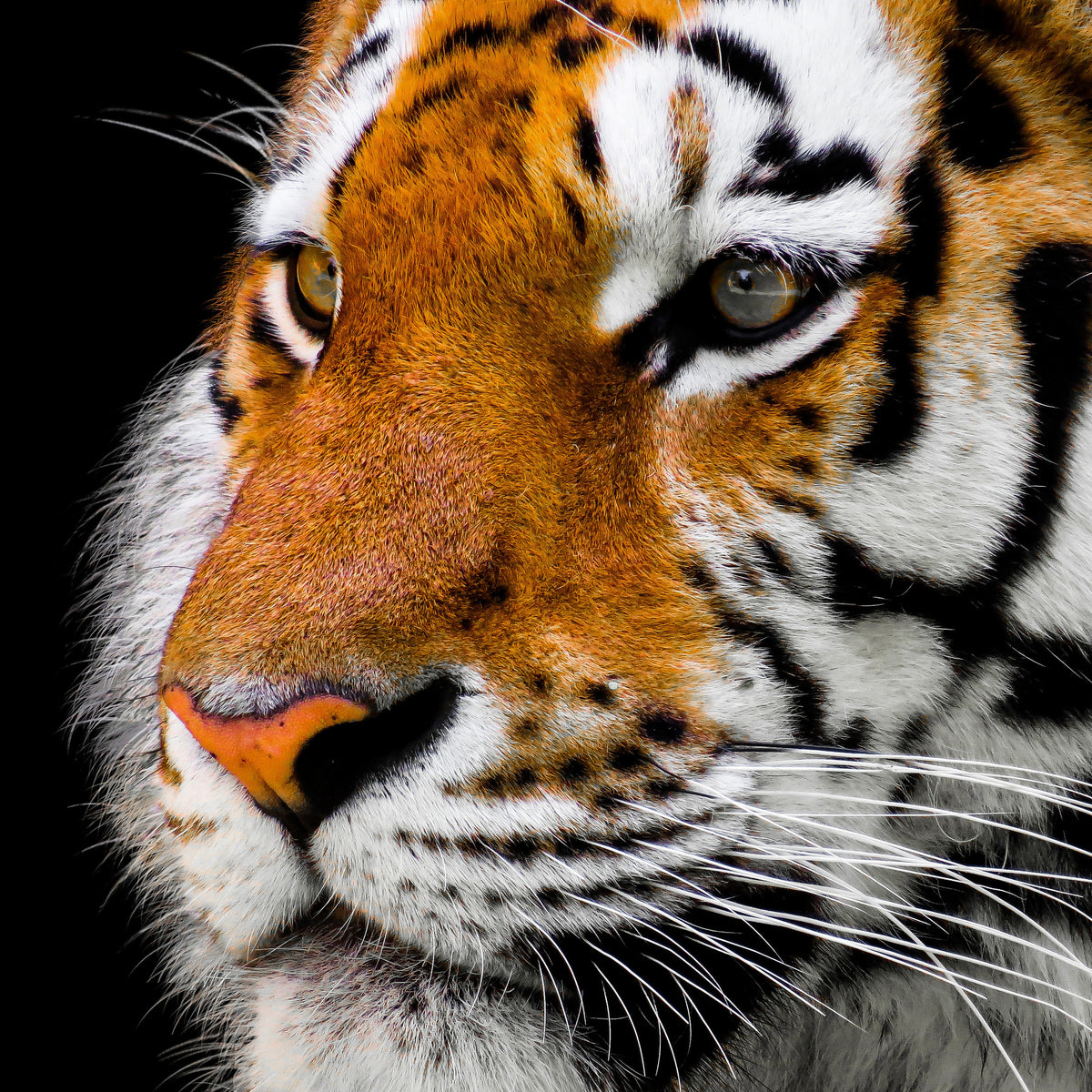 aluminium-print-close-up-tiger-head