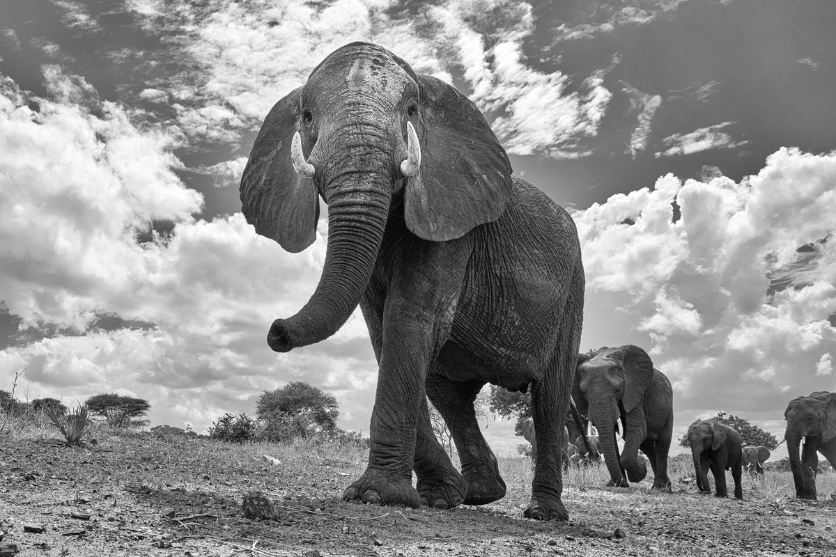 acrylic-print-matriarch-march-x