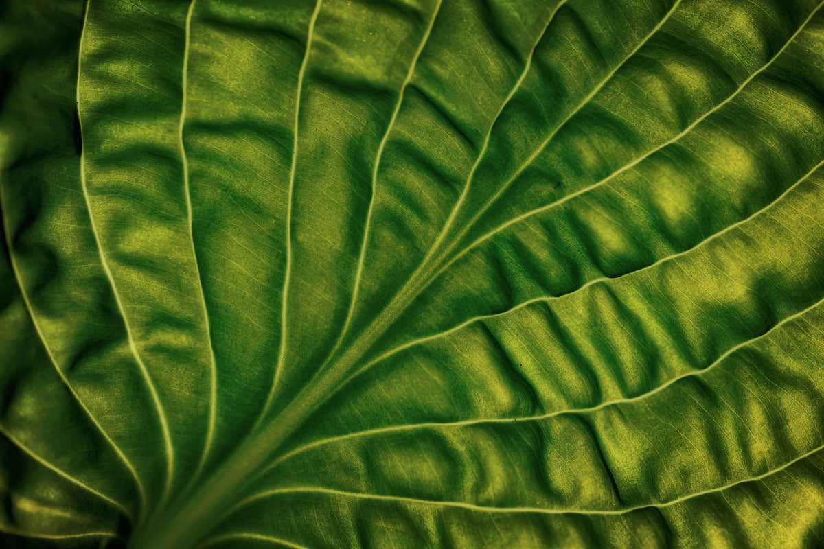 framedposter-print-leaf-of-a-hosta
