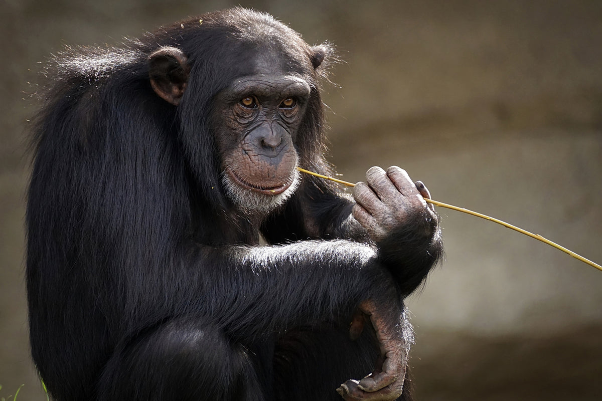 framedcanvas-print-sweet-chimpanzee