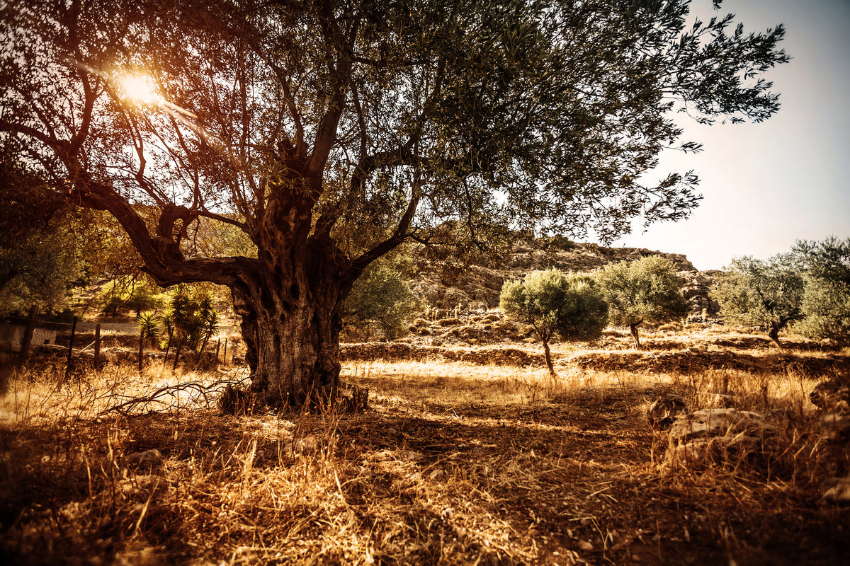 acrylic-print-olive-grove