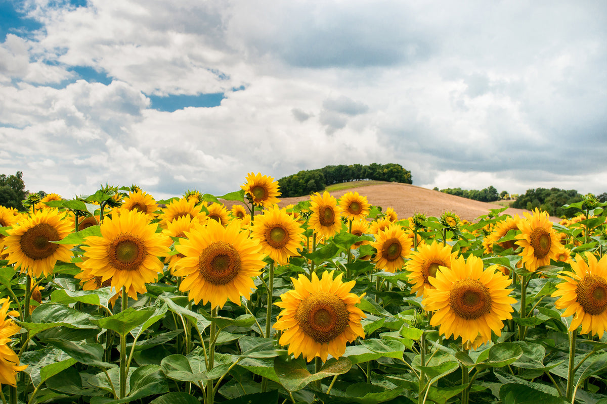 modern-3-piece-aluminium-print-landscape-with-sunflowers