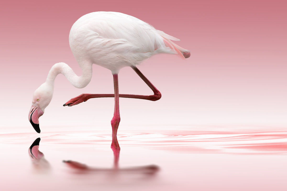 3-piece-canvas-print-flamingo