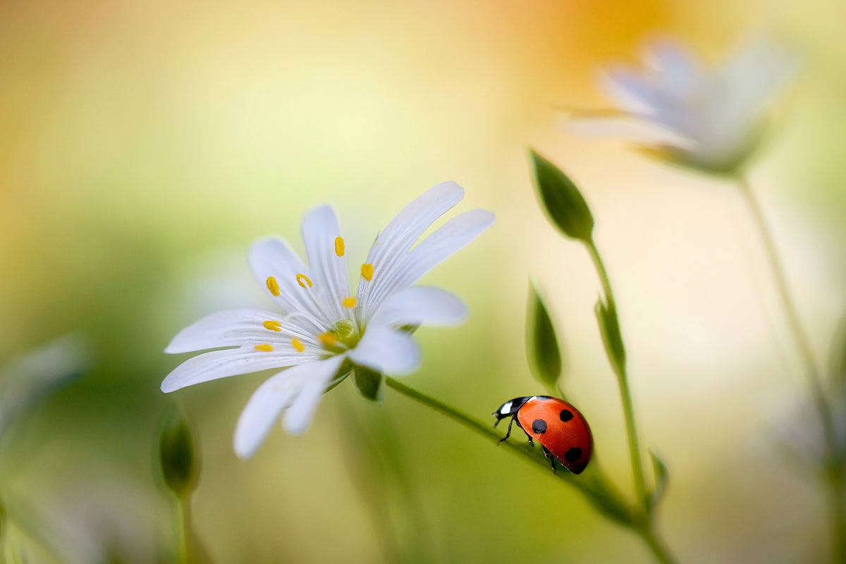 poster-print-summer-beauties-x