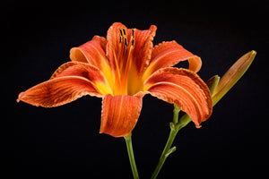 poster-print-a-lily-flower-in-orange