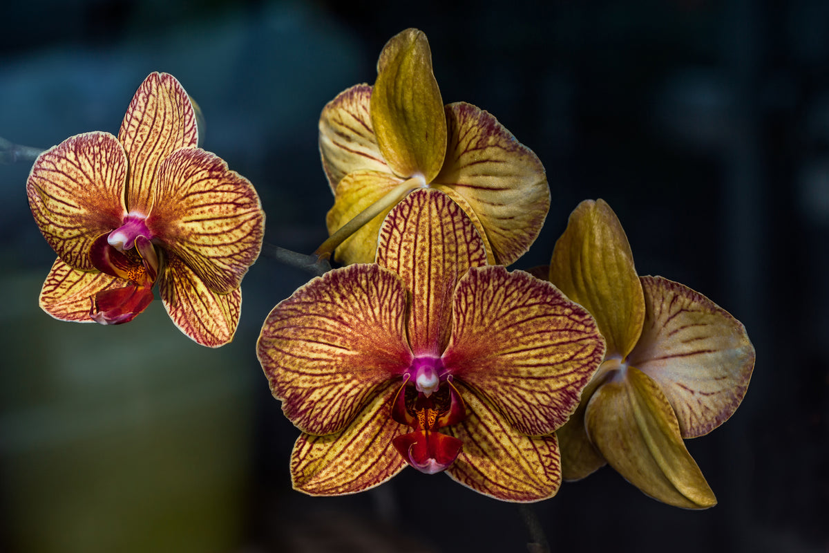 3-piece-aluminium-print-orchidaceae