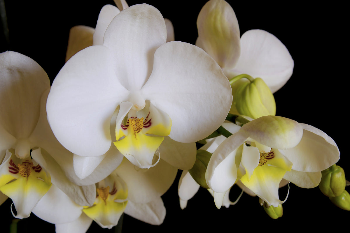 framedcanvas-print-white-orchids-in-bloom