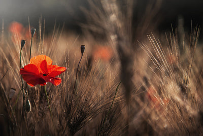 poster-print-poppy-with-corn-x