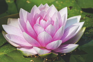 3-piece-canvas-print-water-lily-in-pink