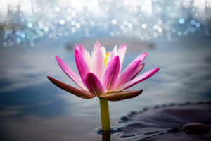 canvas-print-lotus-in-the-morning-dew