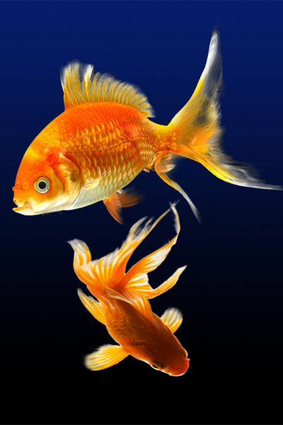 poster-print-charming-fish
