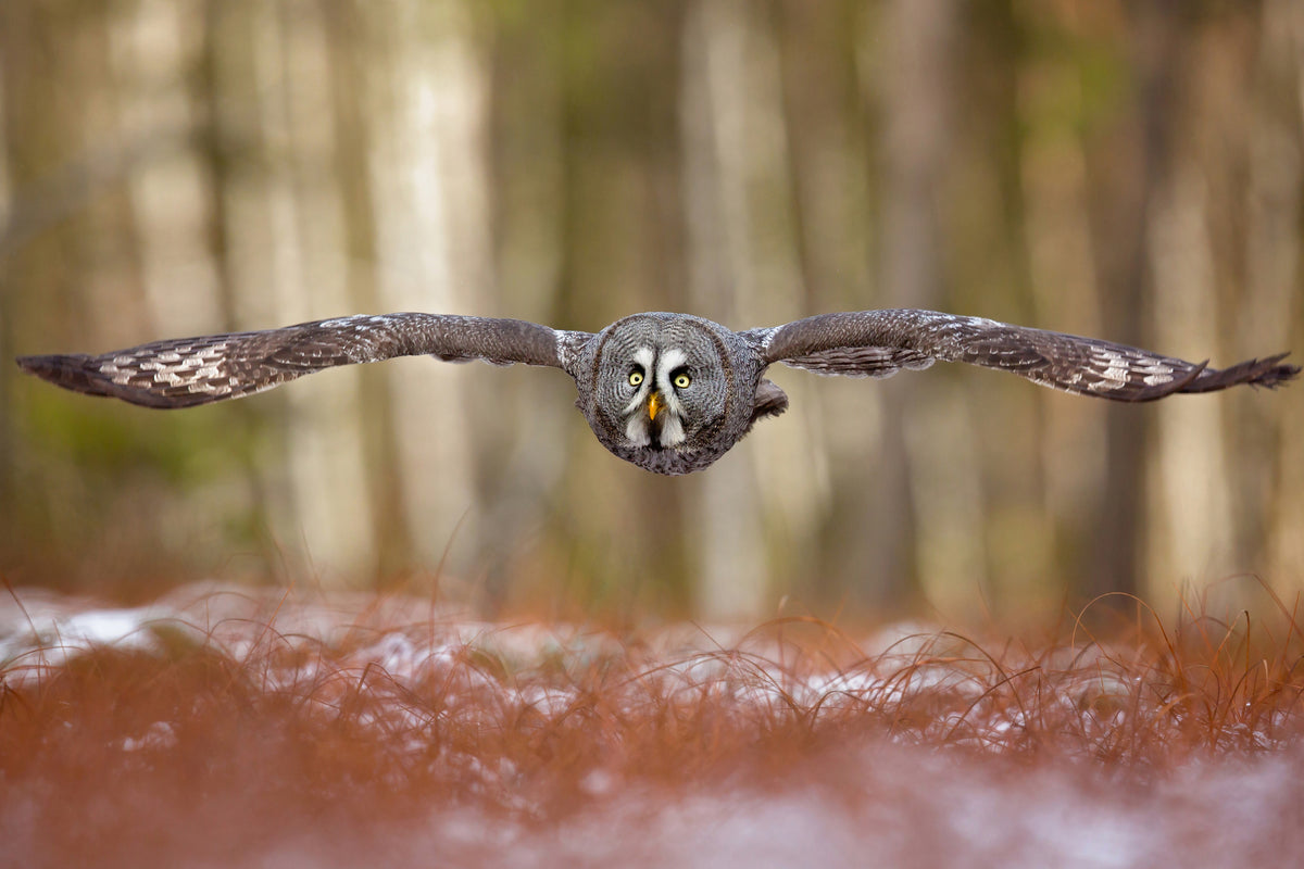 3-piece-acrylic-print-great-grey-owl