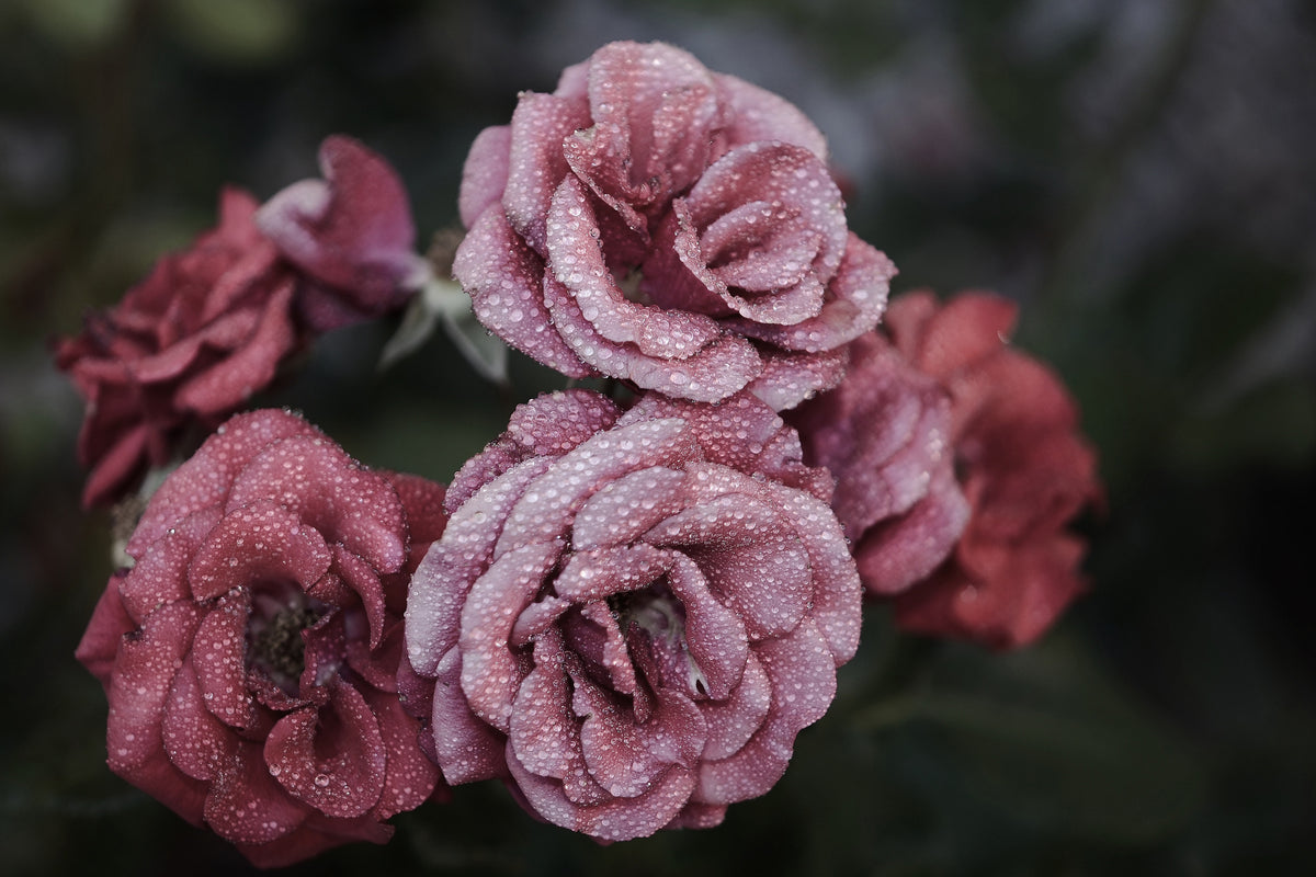 modern-3-piece-aluminium-print-romantic-roses
