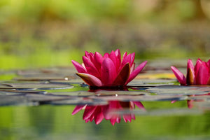 framedcanvas-print-red-water-lily-duo