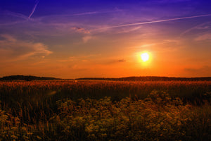 3-piece-canvas-print-sunset-at-the-flower-field