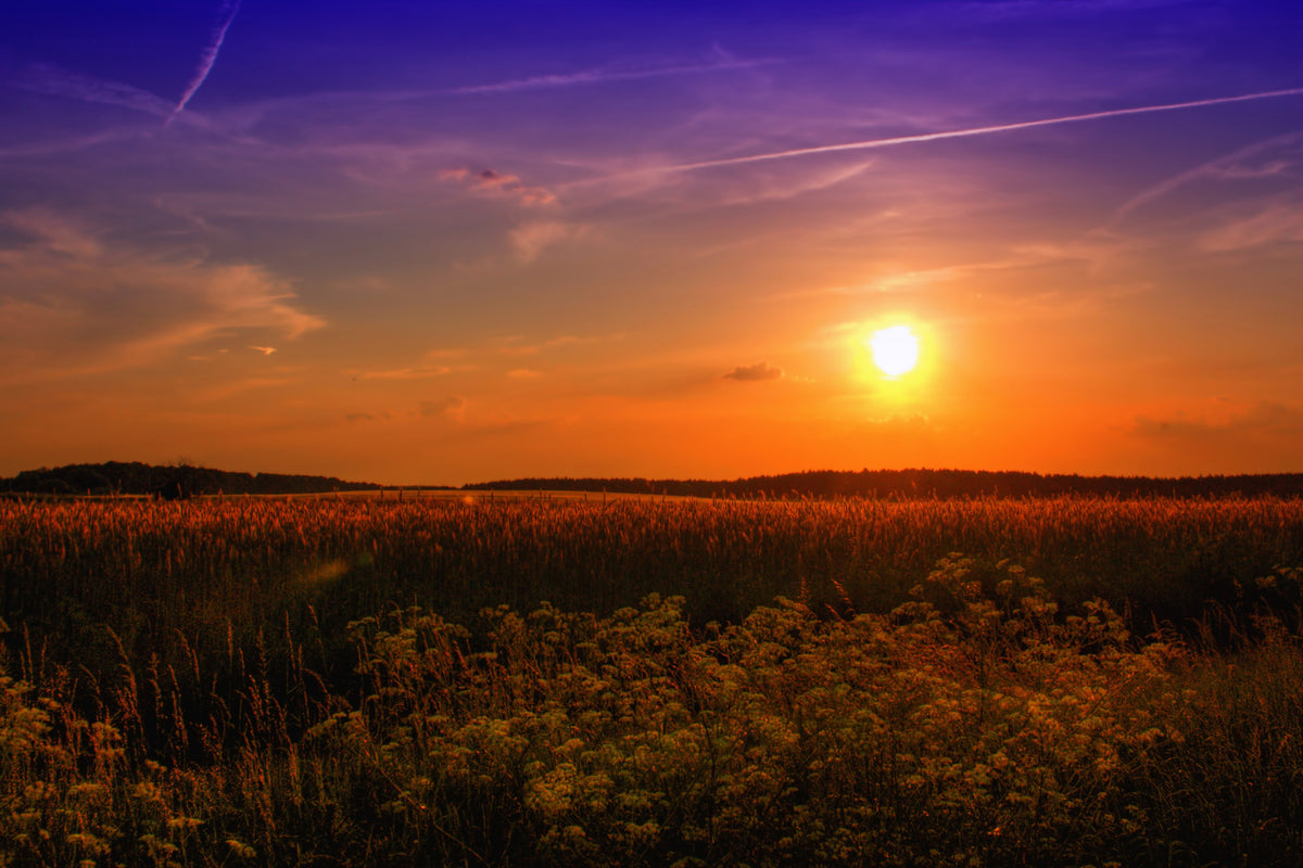3-piece-canvas-print-sunset-at-the-flower-field