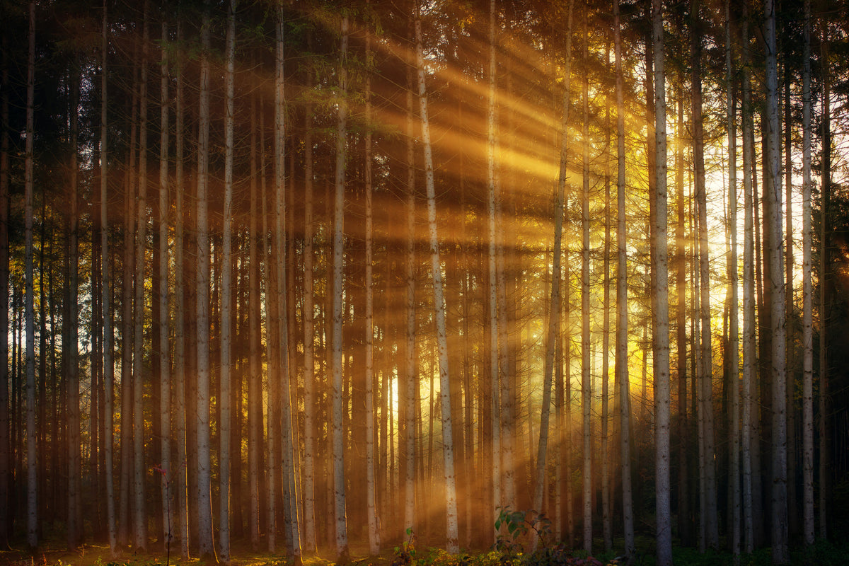 modern-3-piece-aluminium-print-trees-in-sunbeams